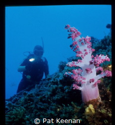 magnificient soft coral growth on the wreck of the Korean... by Pat Keenan 
